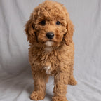 Ginger