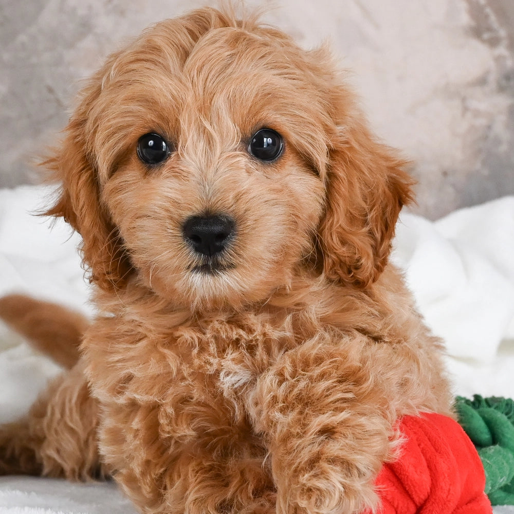 Holly