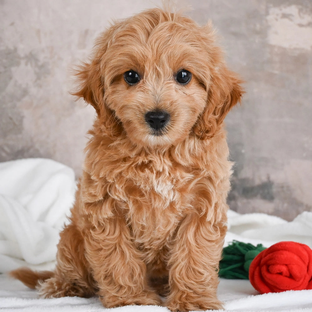 Holly