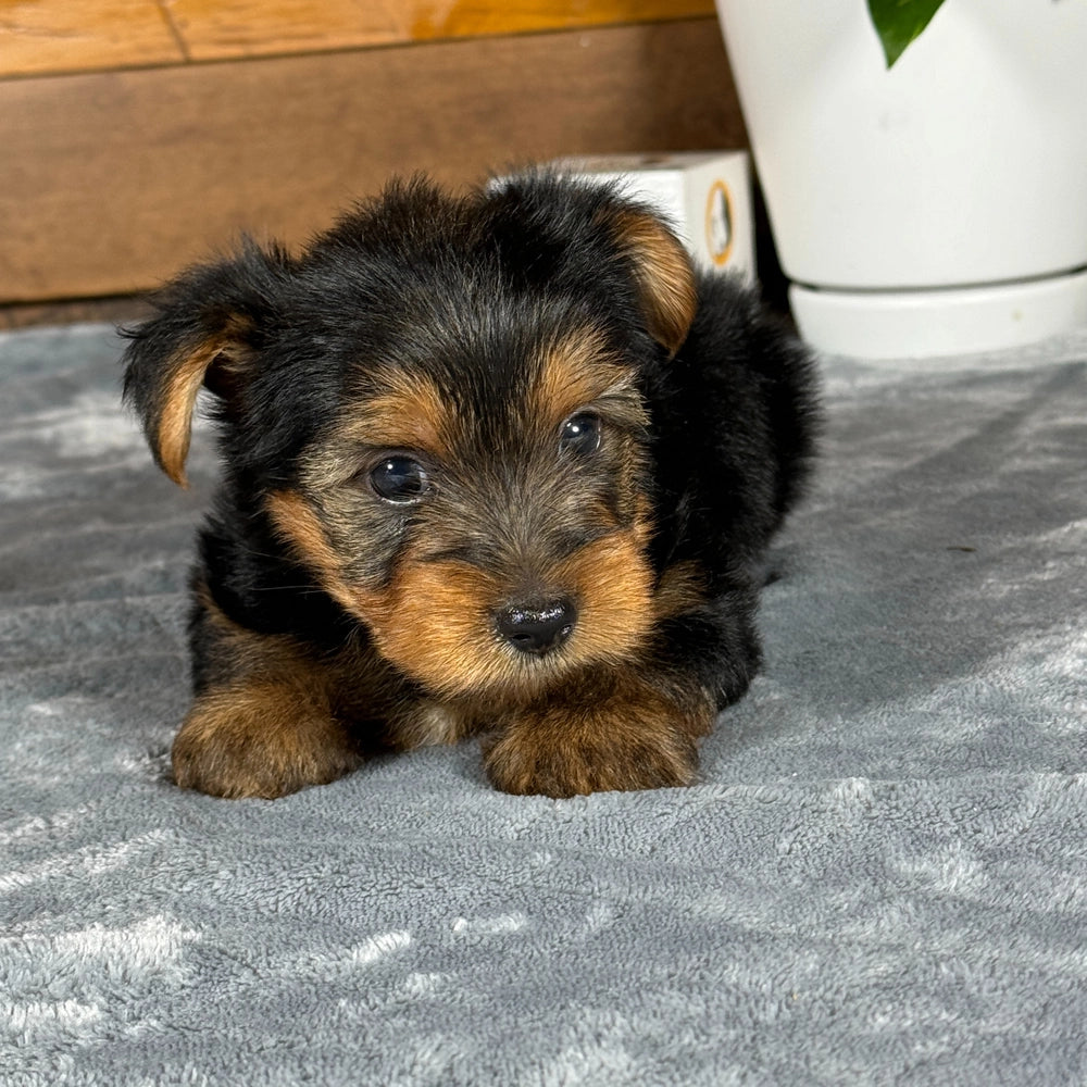 Rocky