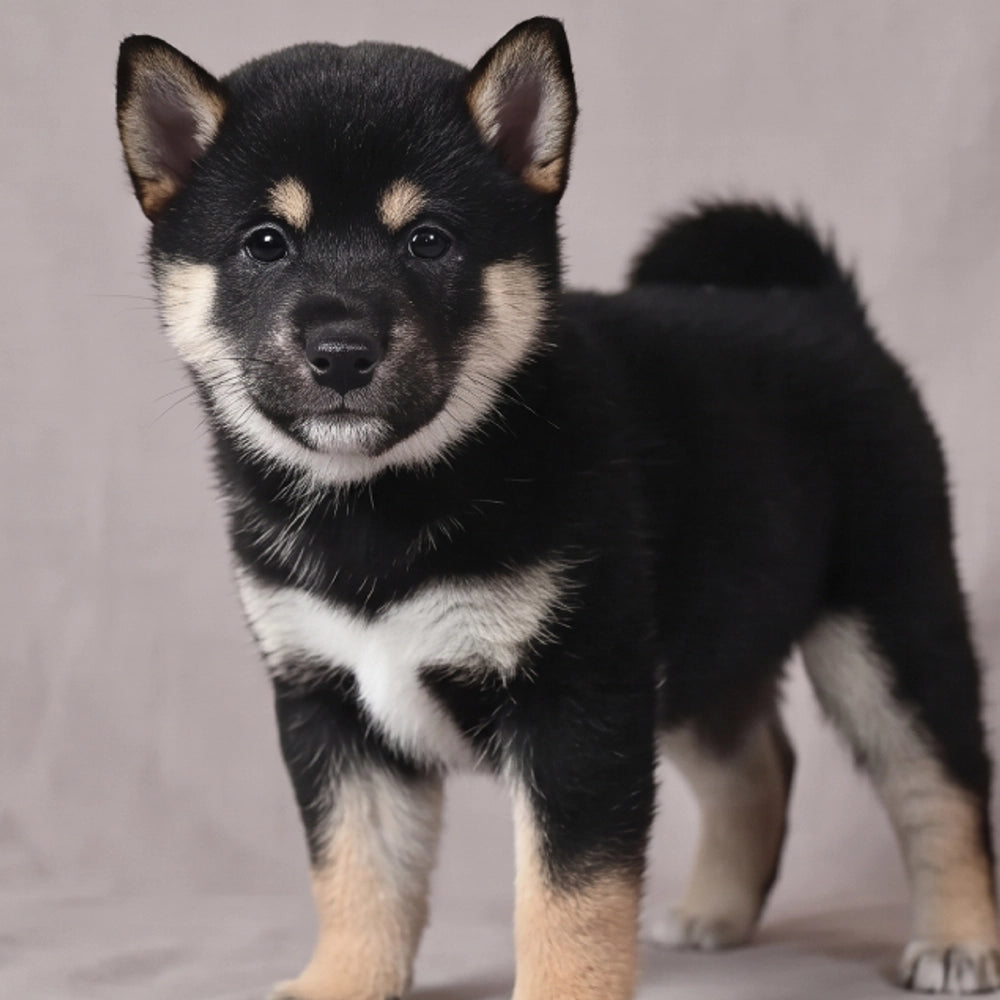 Nala