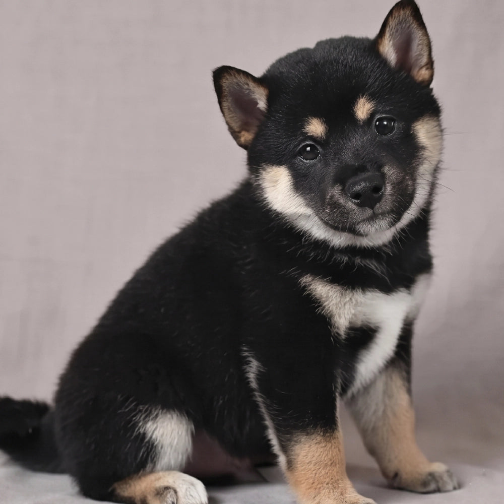 Nala