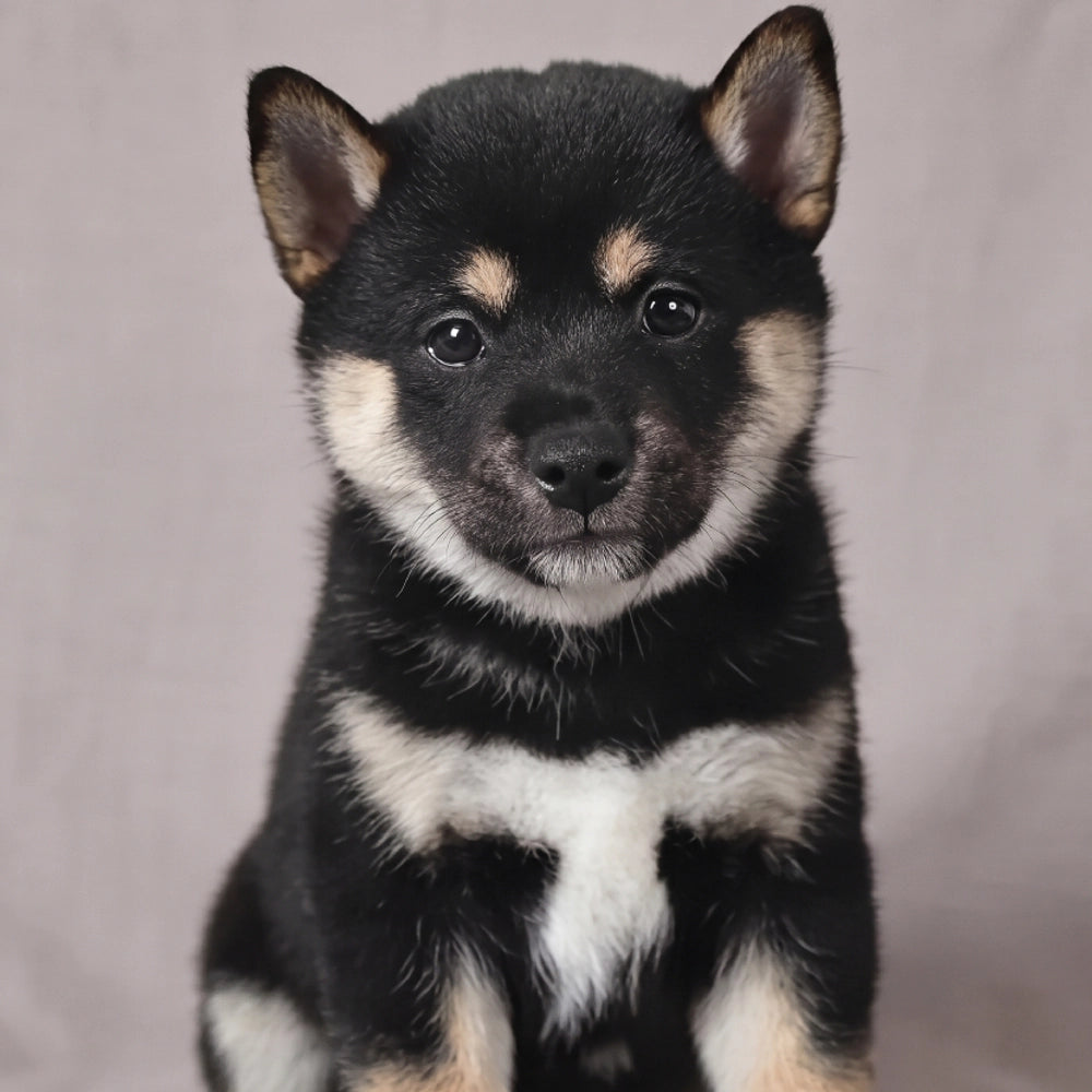 Nala
