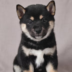 Nala