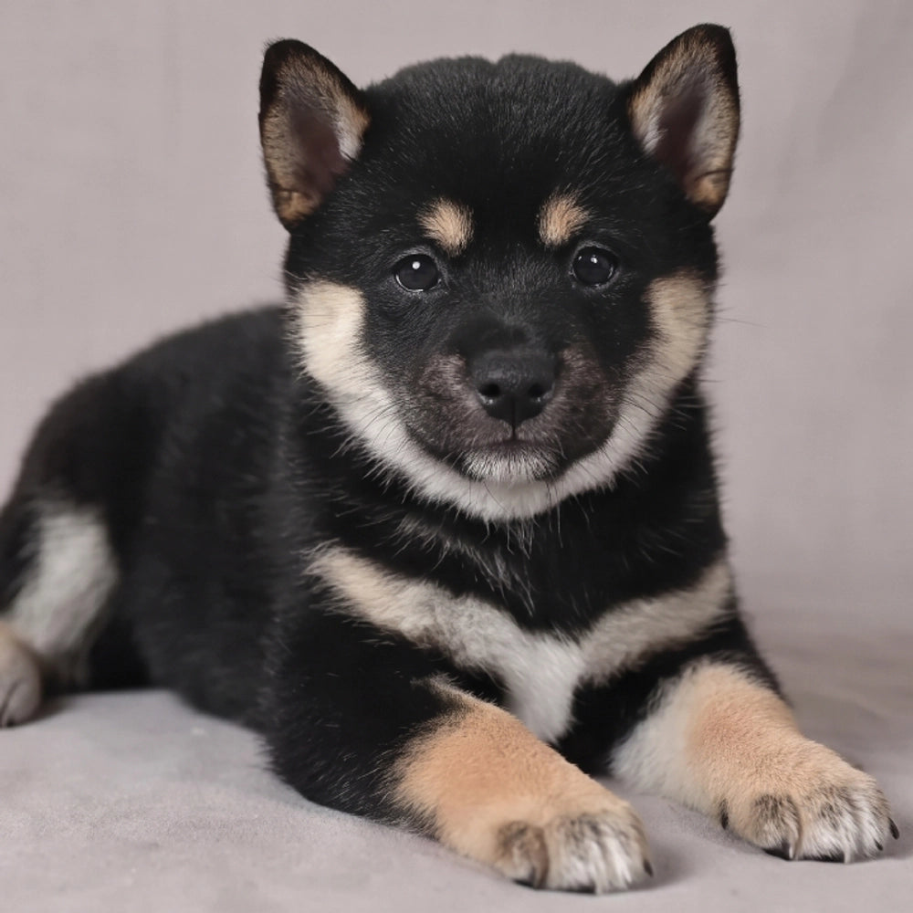 Nala
