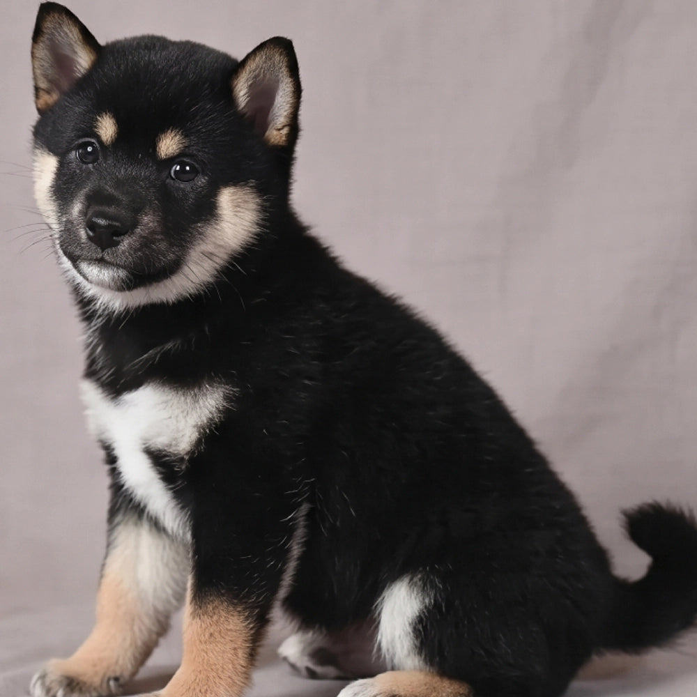 Nala