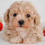 Clover