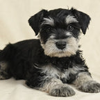 Walter