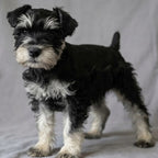 Rolo
