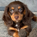 Mocha