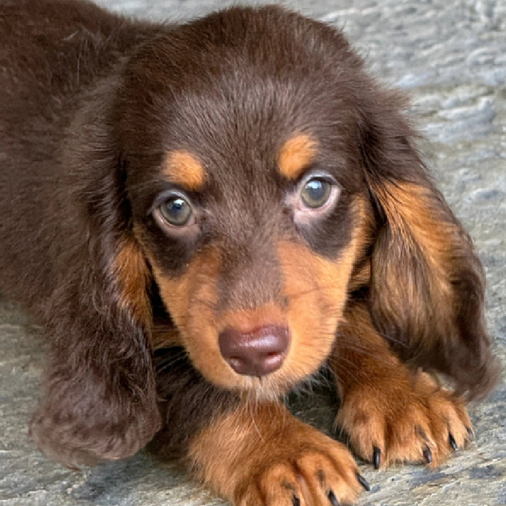 Mocha