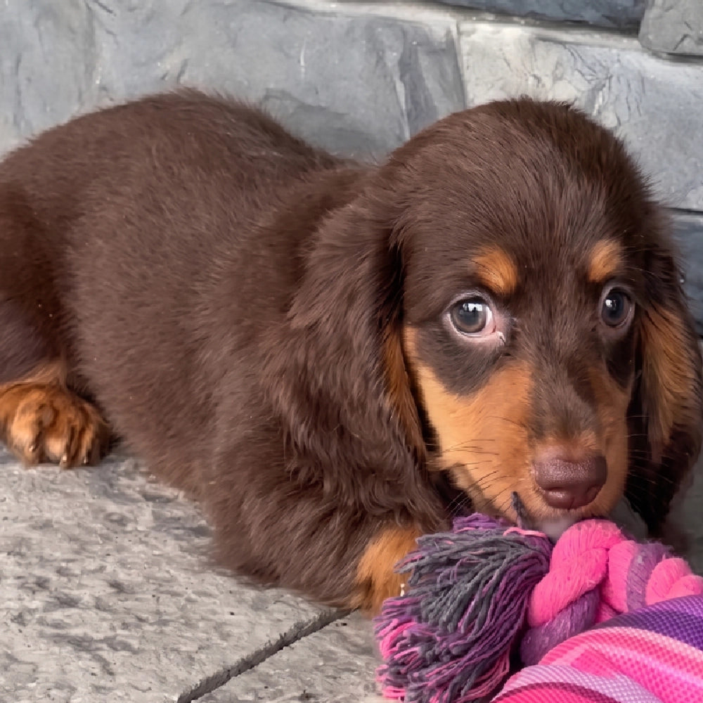 Mocha