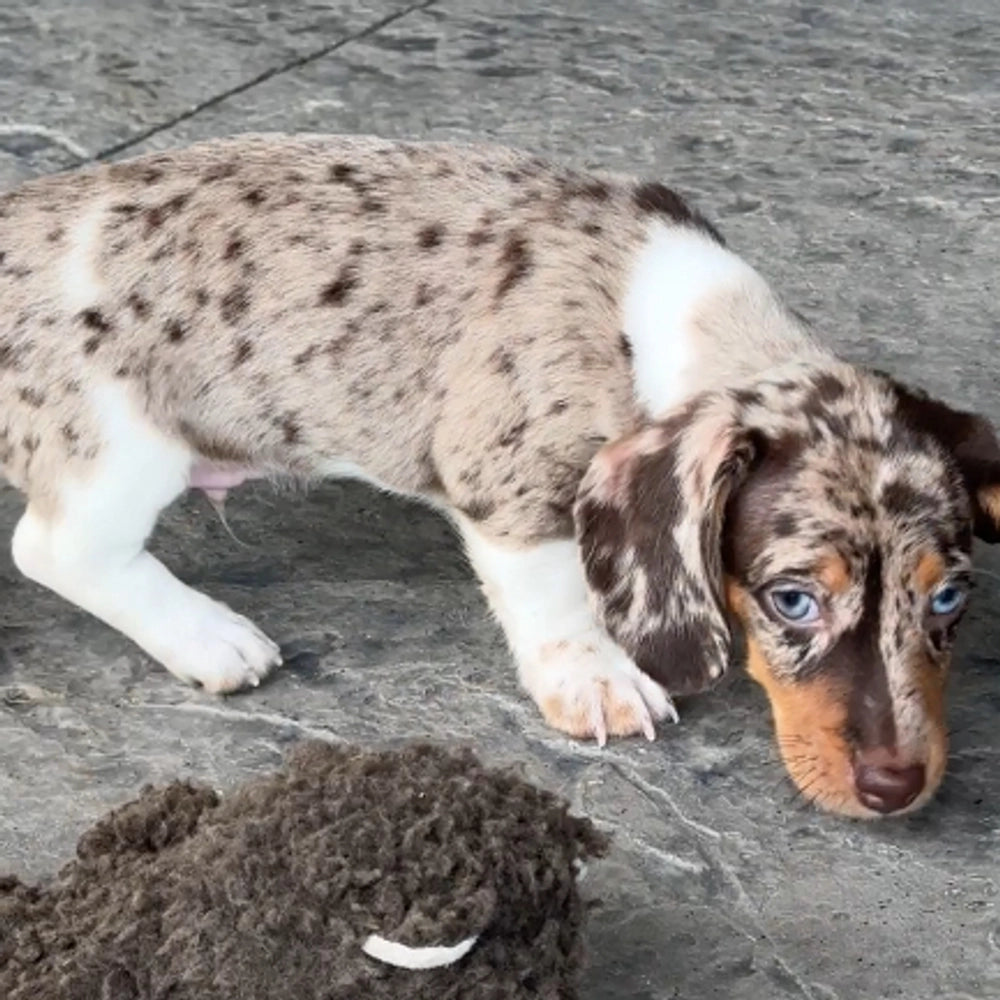 Biscuit