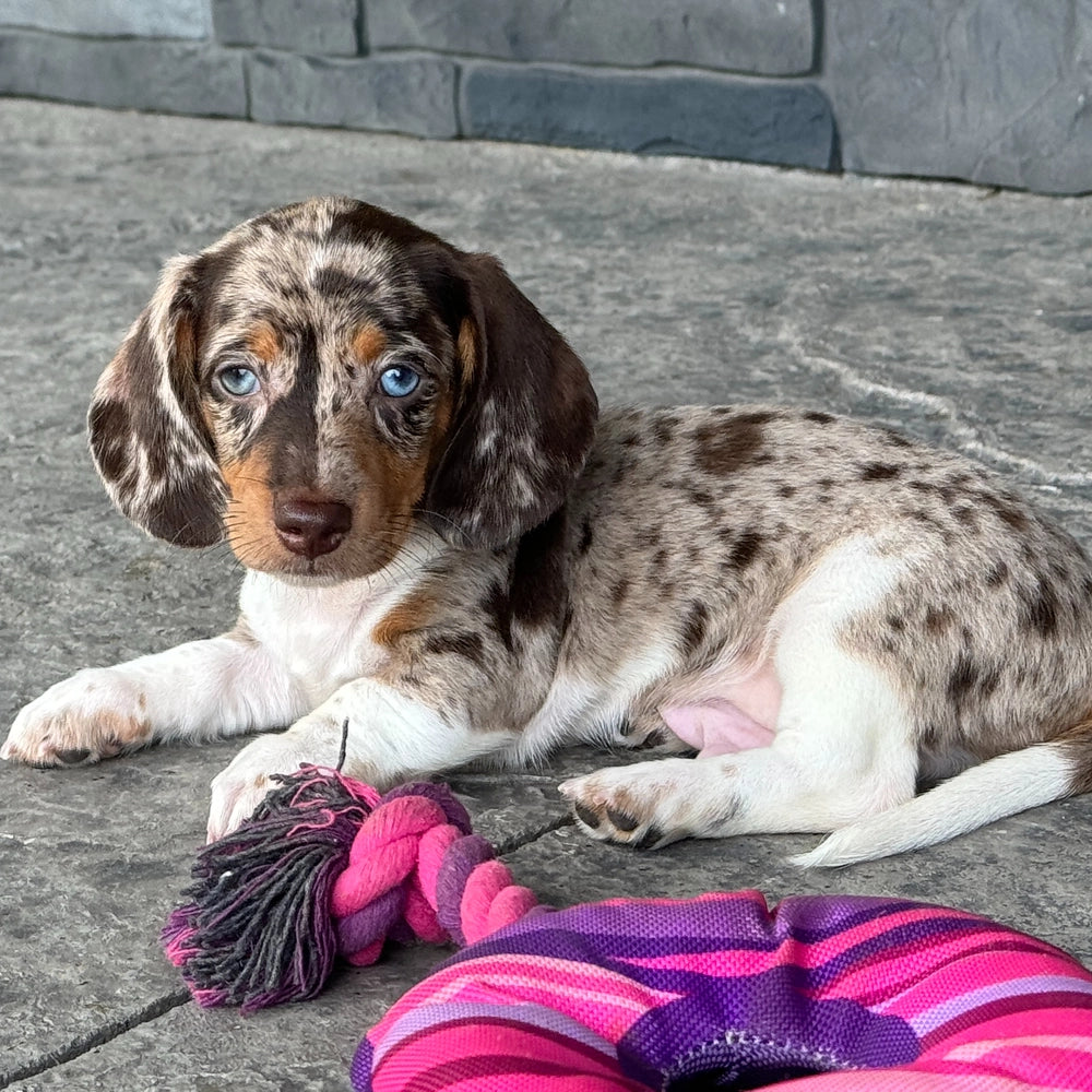 Biscuit