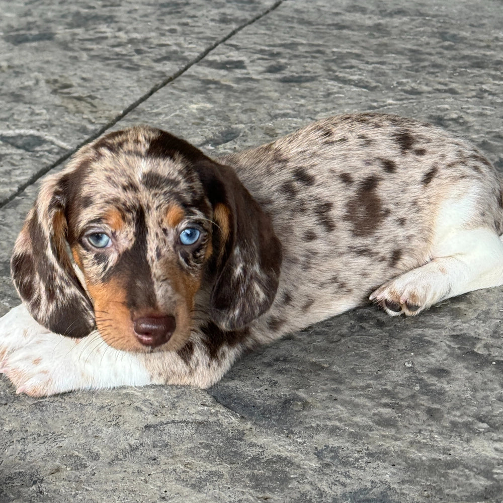 Biscuit