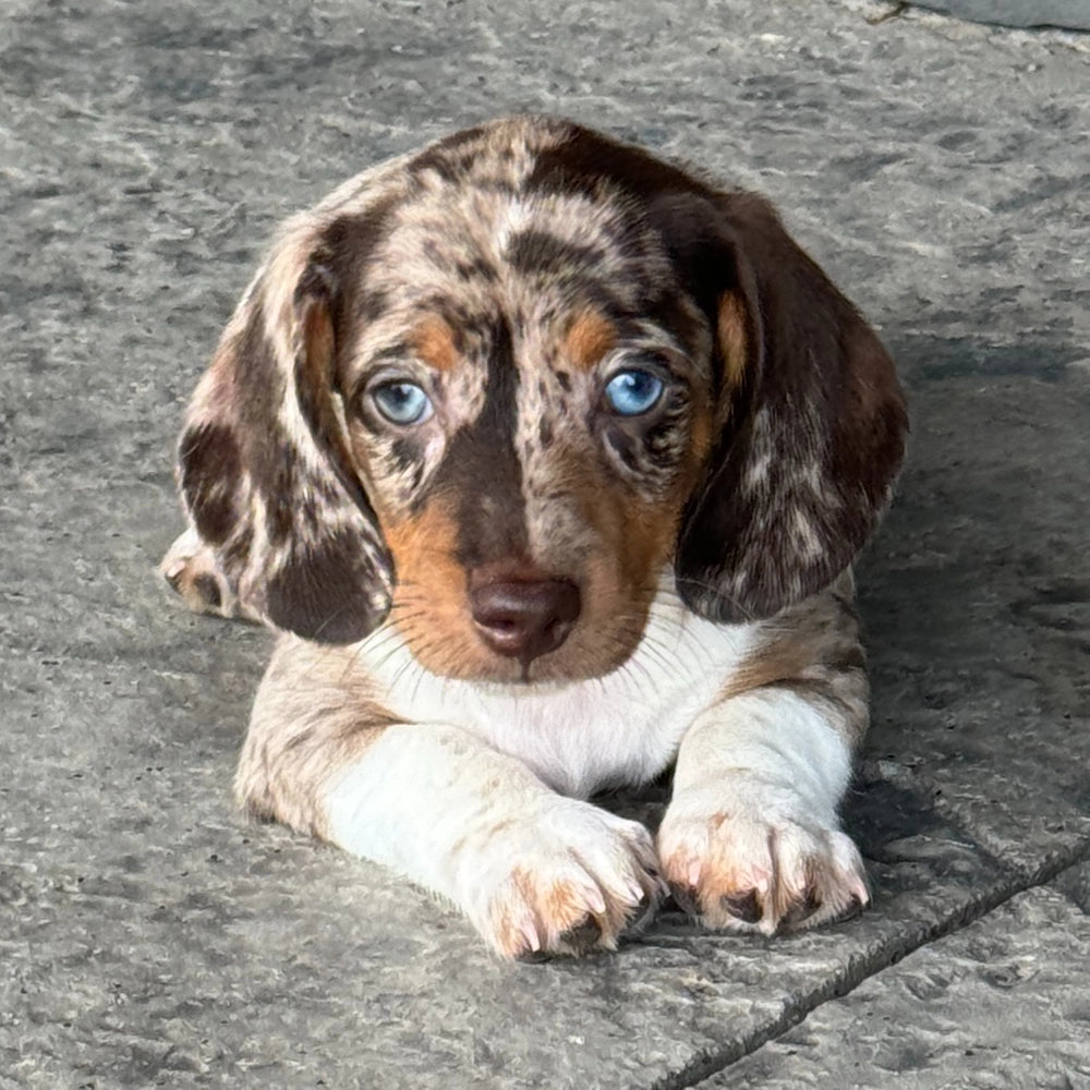 Biscuit