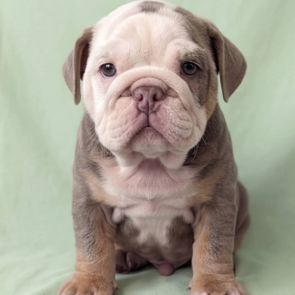 Bruno