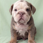 Bruno
