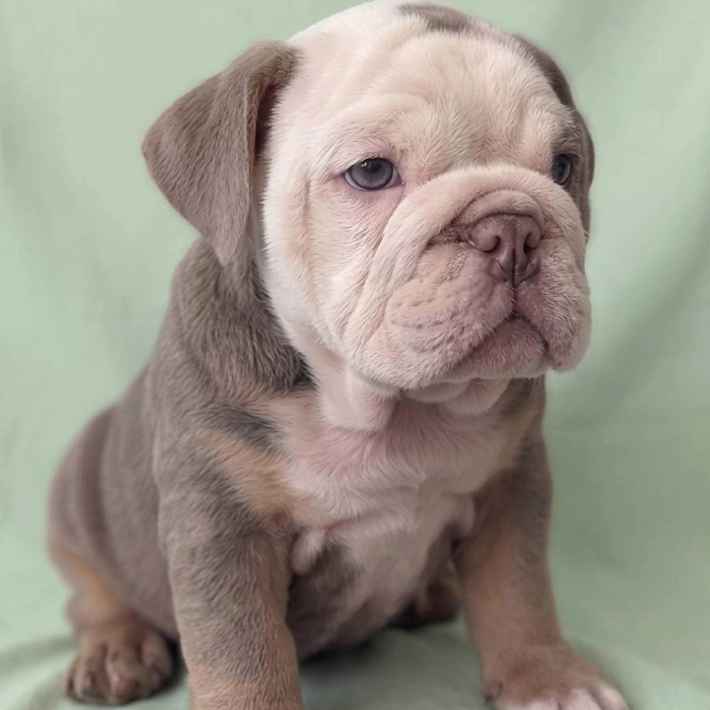 Bruno