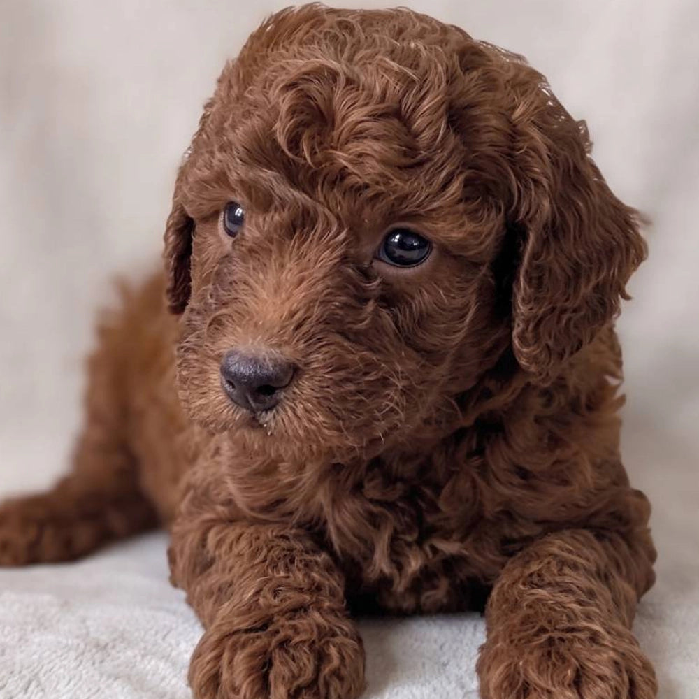 Winston