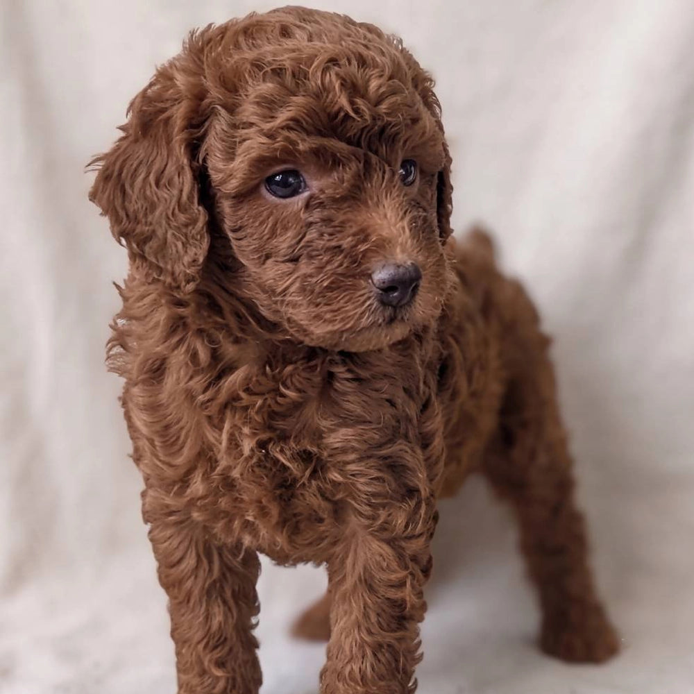 Winston