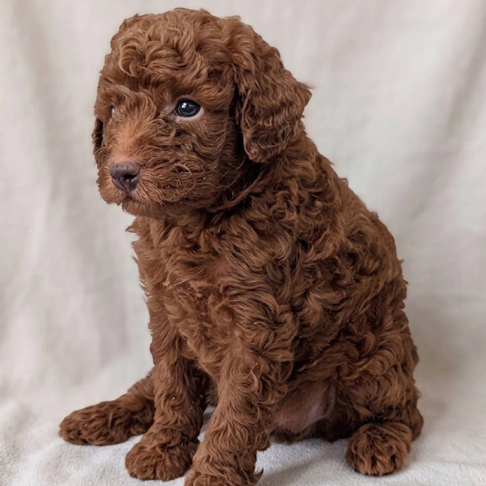 Winston