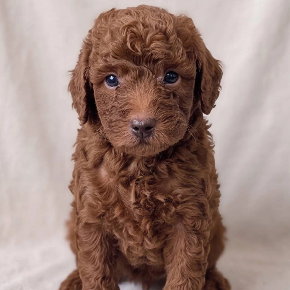 Winston