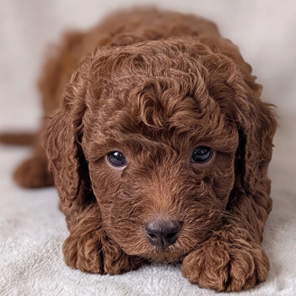 Winston