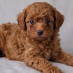 Archie
