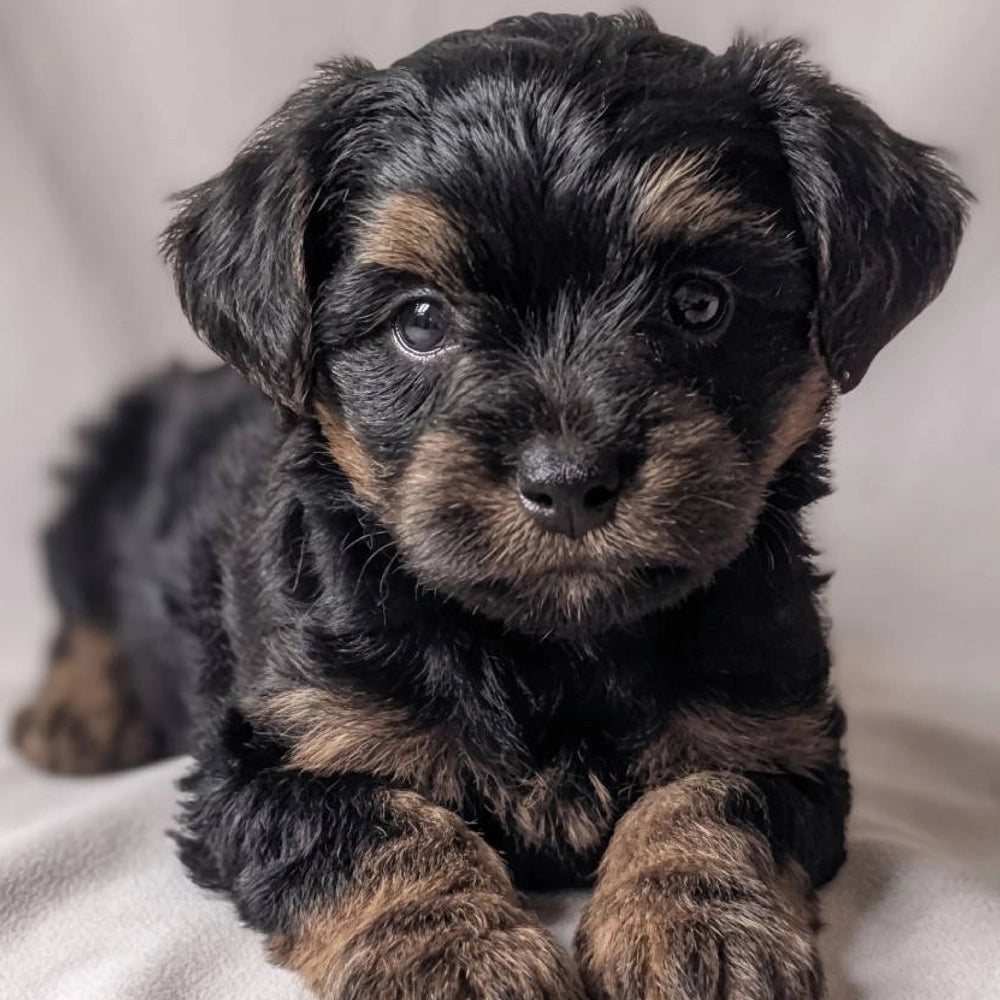 Percy