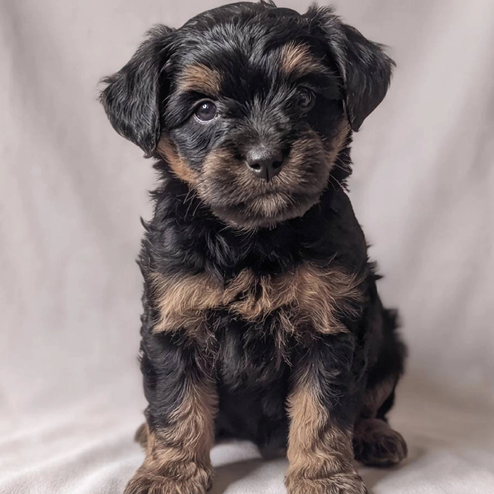 Percy