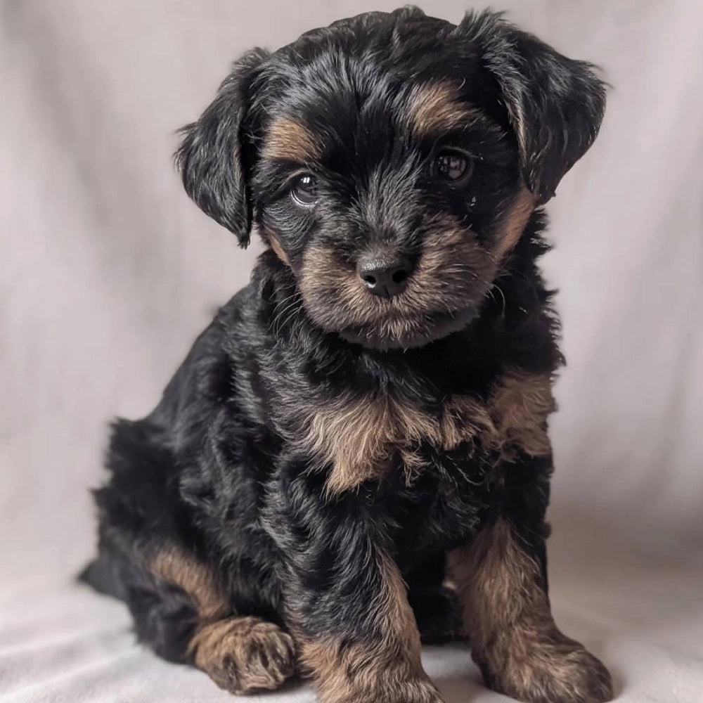 Percy