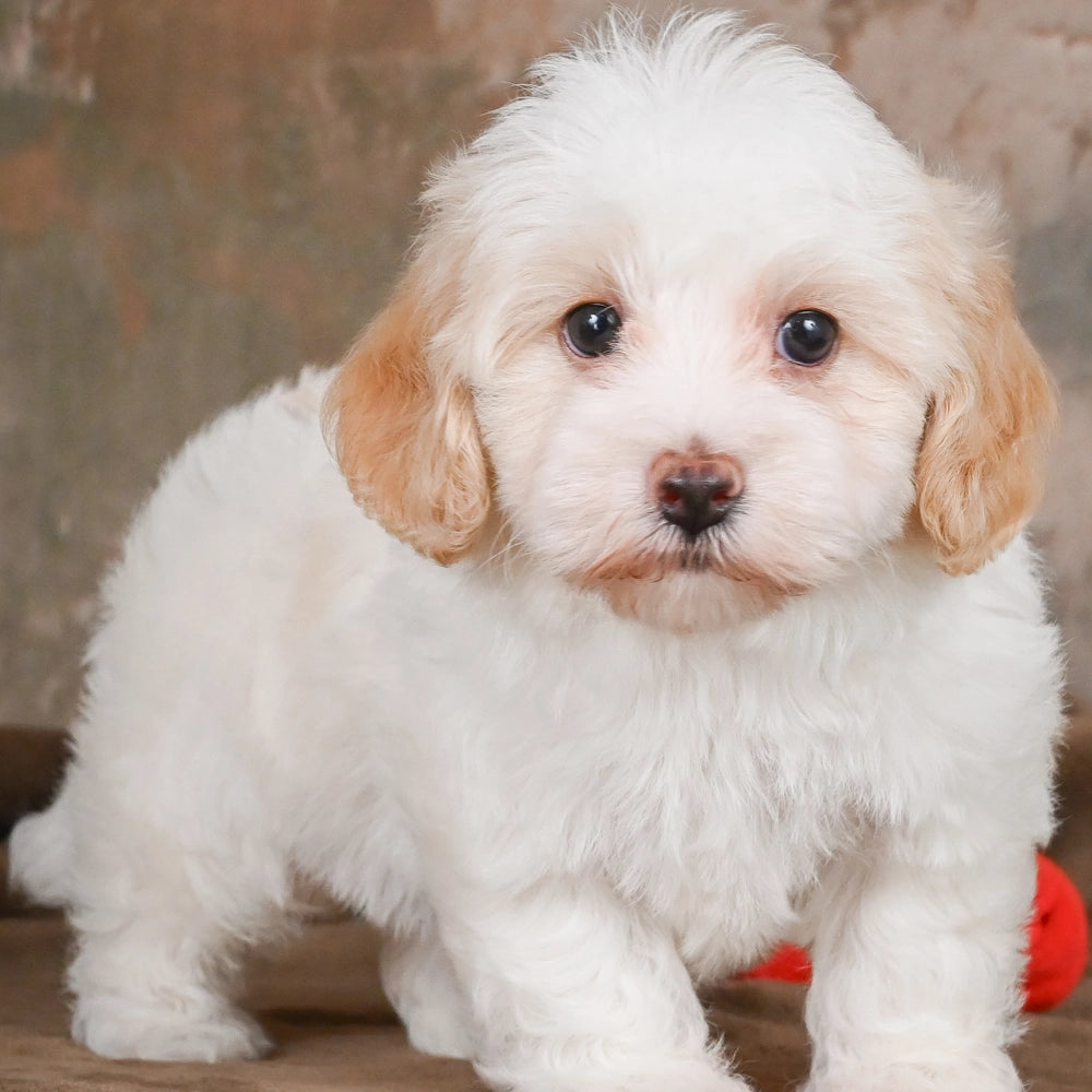 Dolly