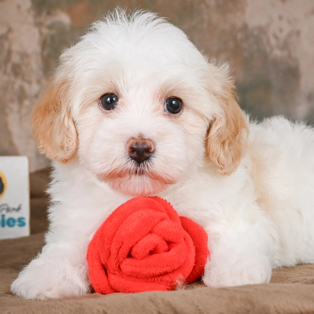 Dolly