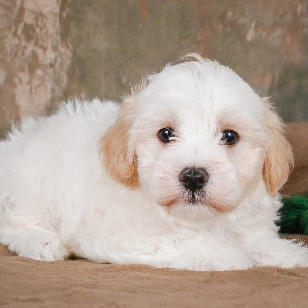 Monty