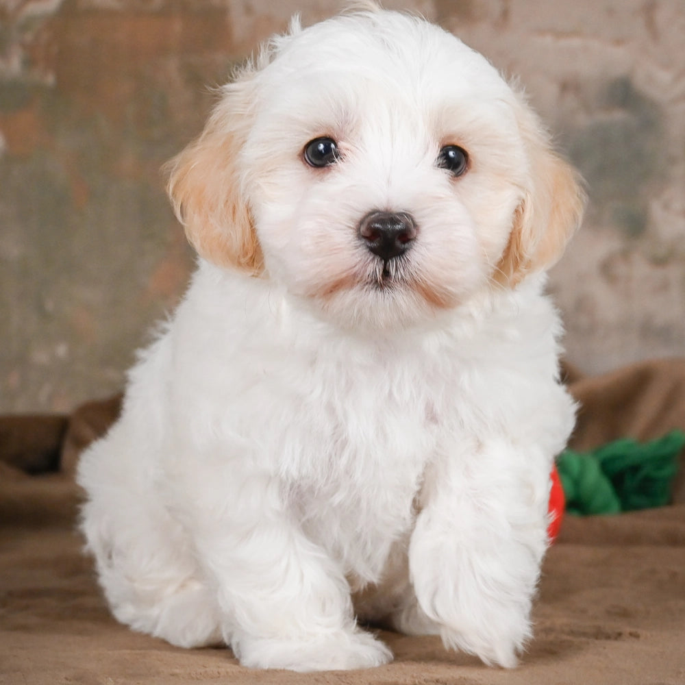 Monty