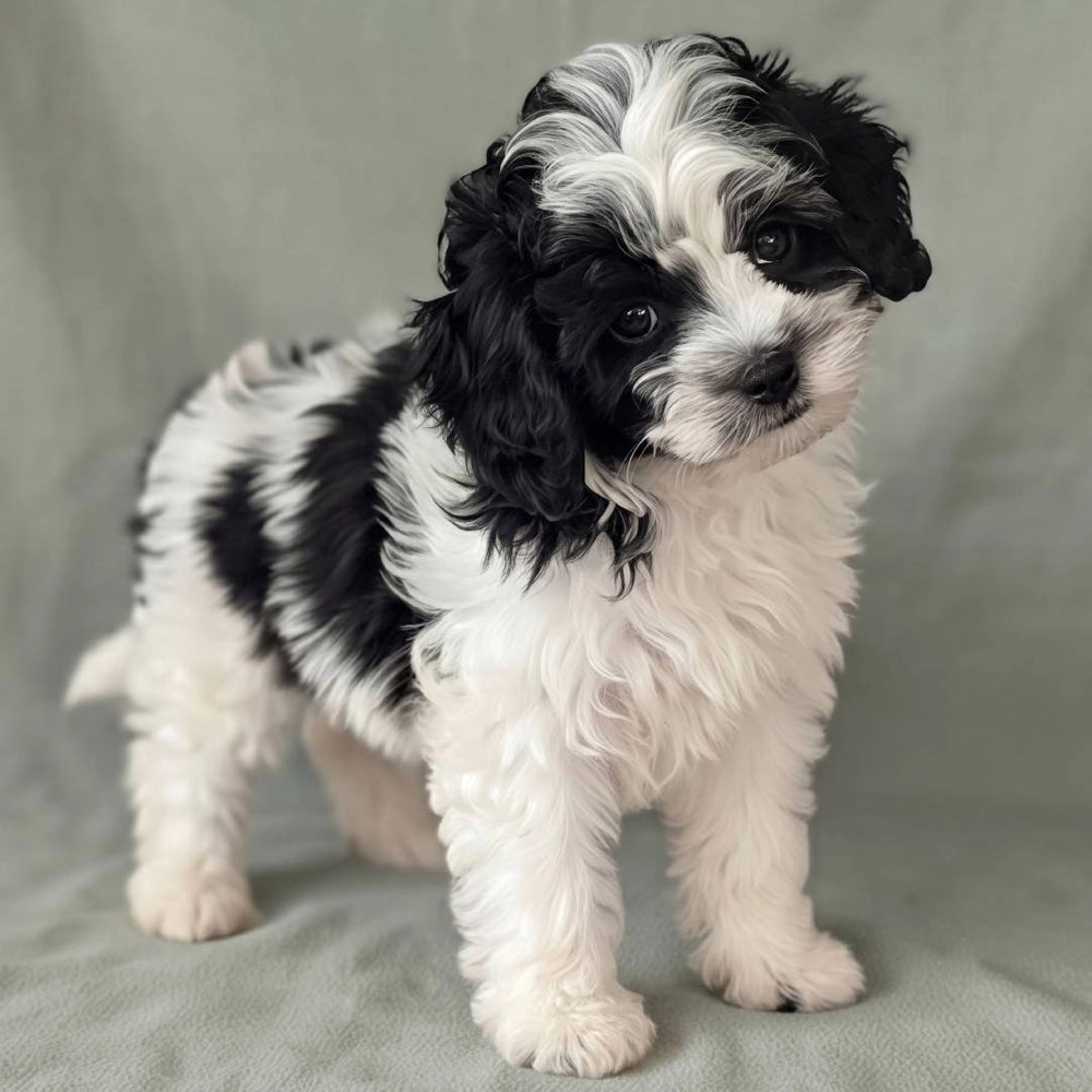 Domino