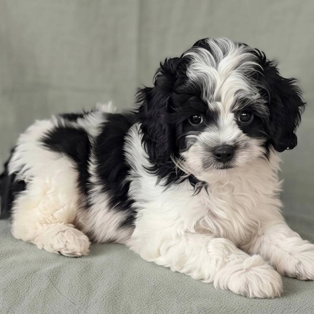 Domino