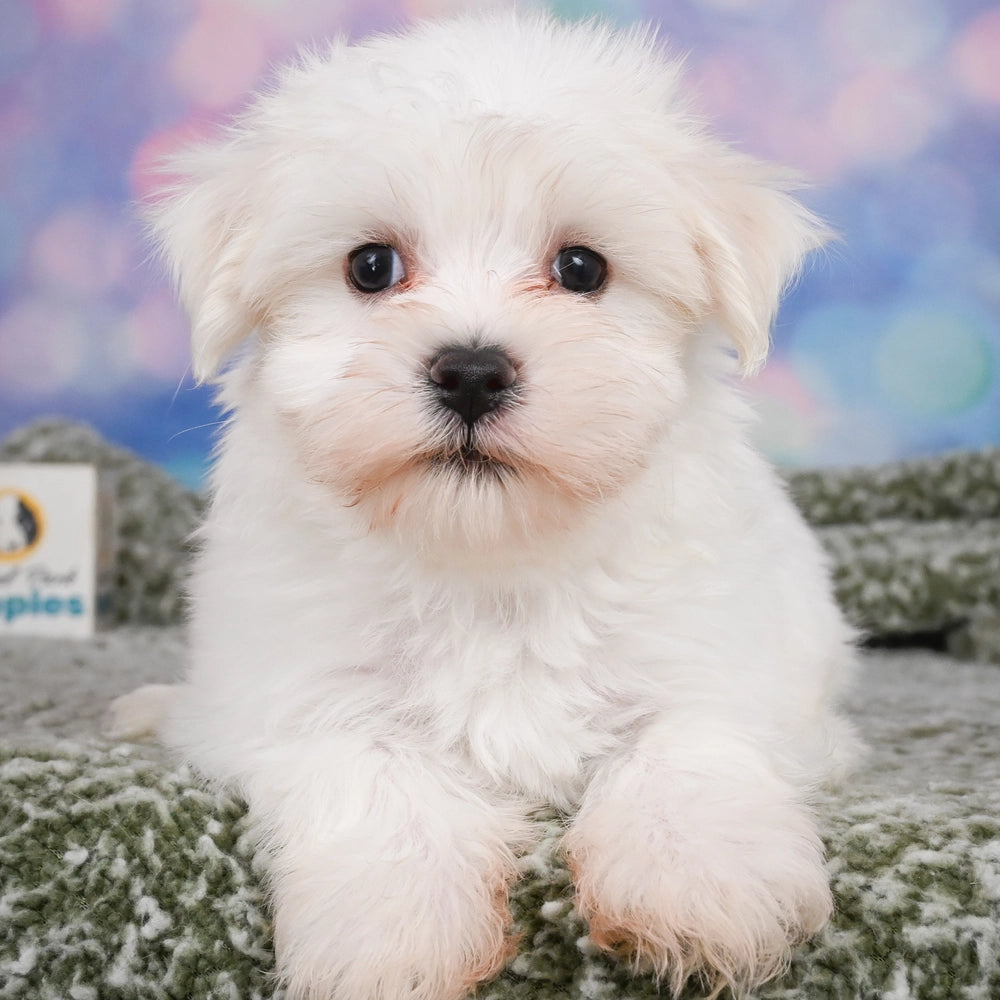 Archie