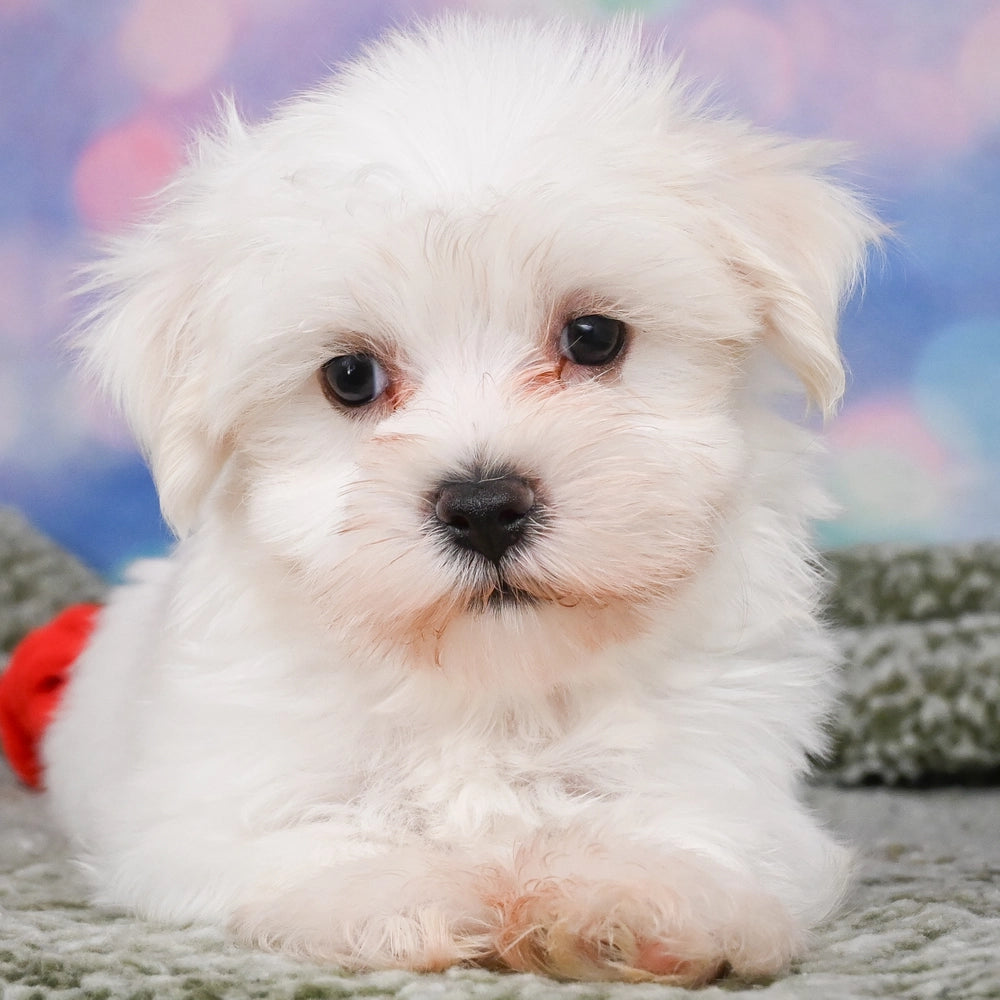 Archie