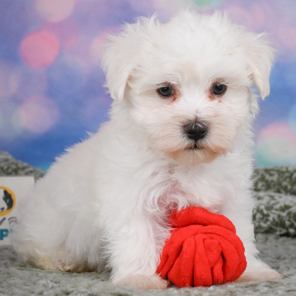Fluffy