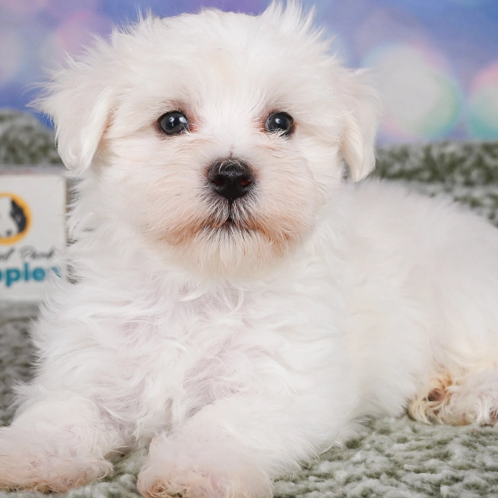 Fluffy