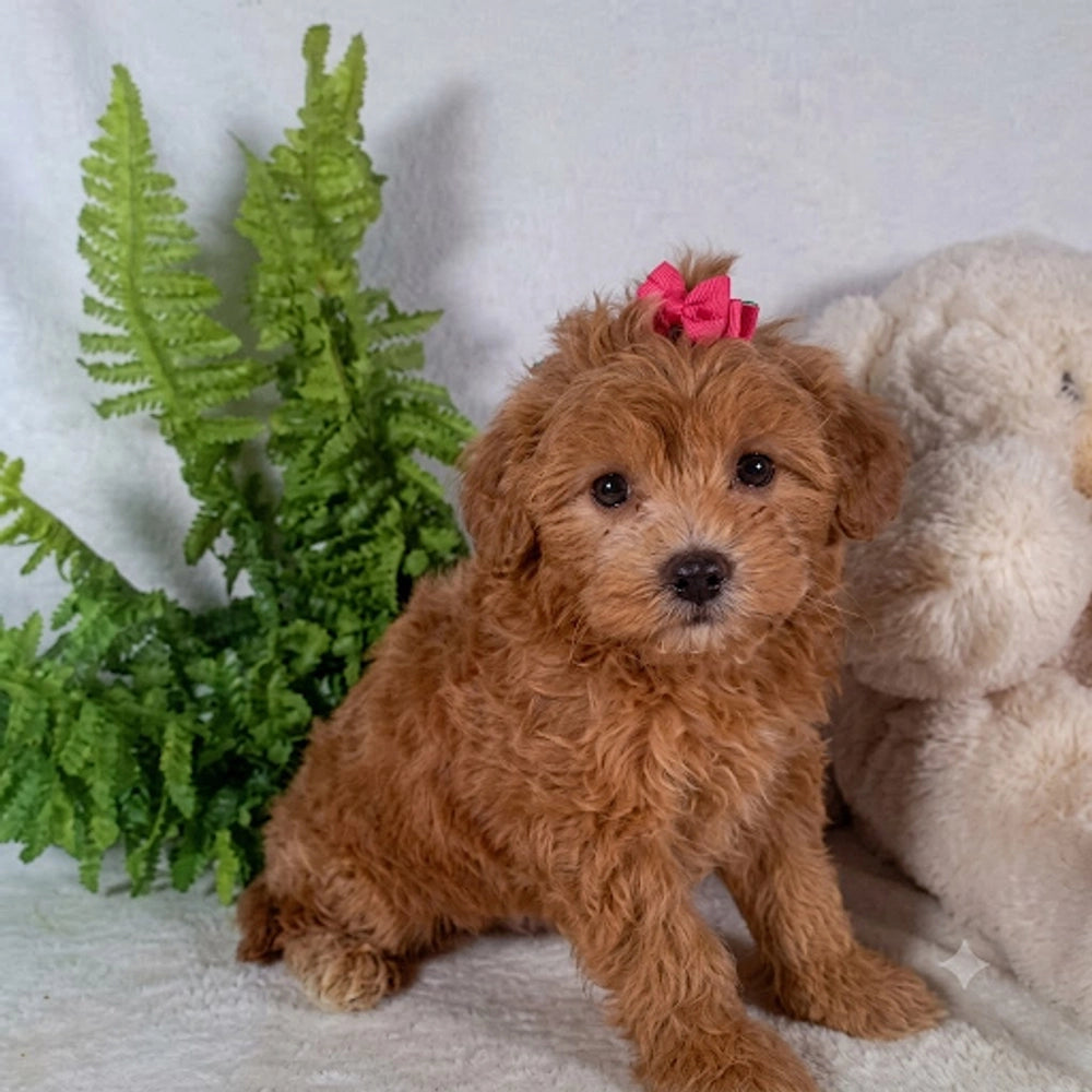 Daisy