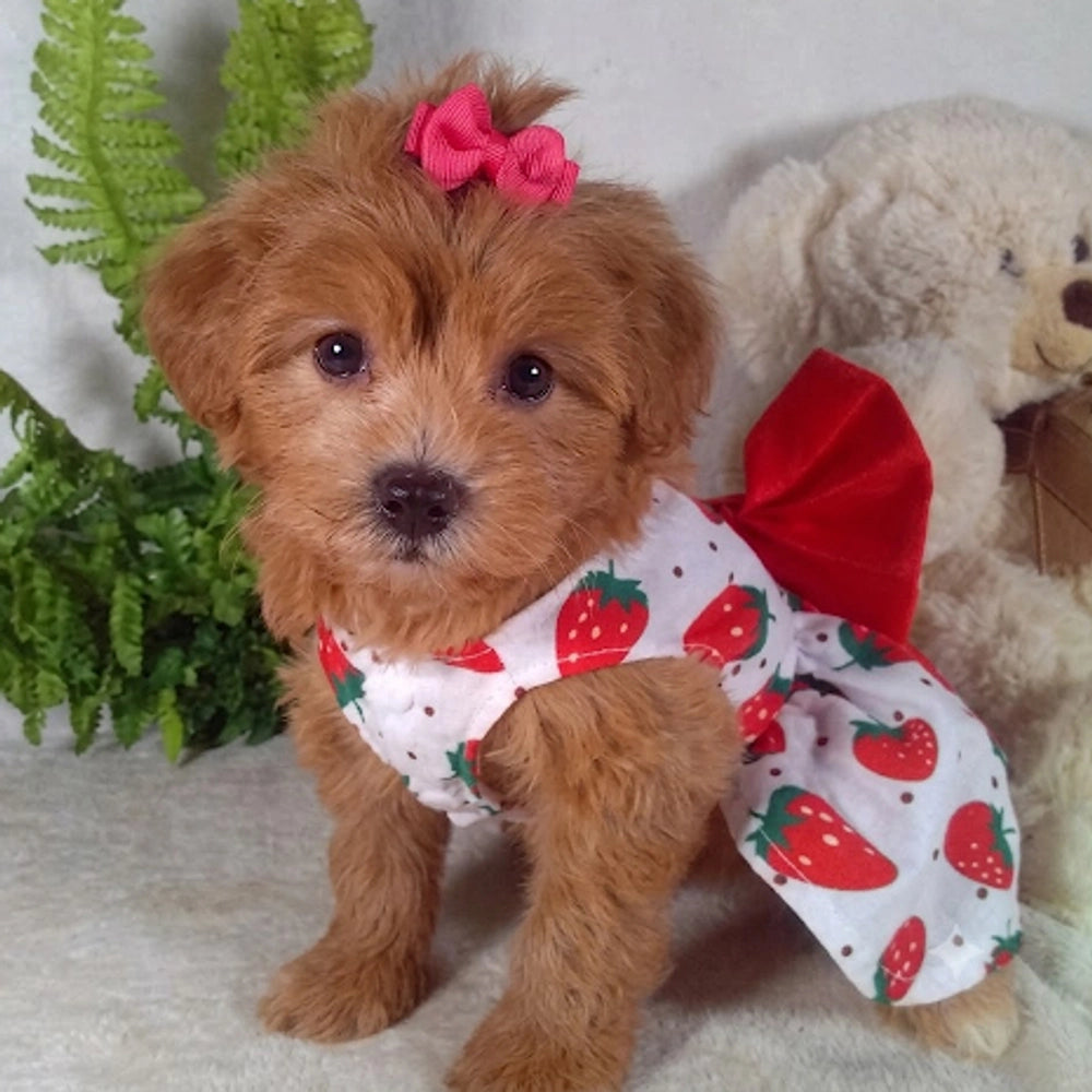 Daisy