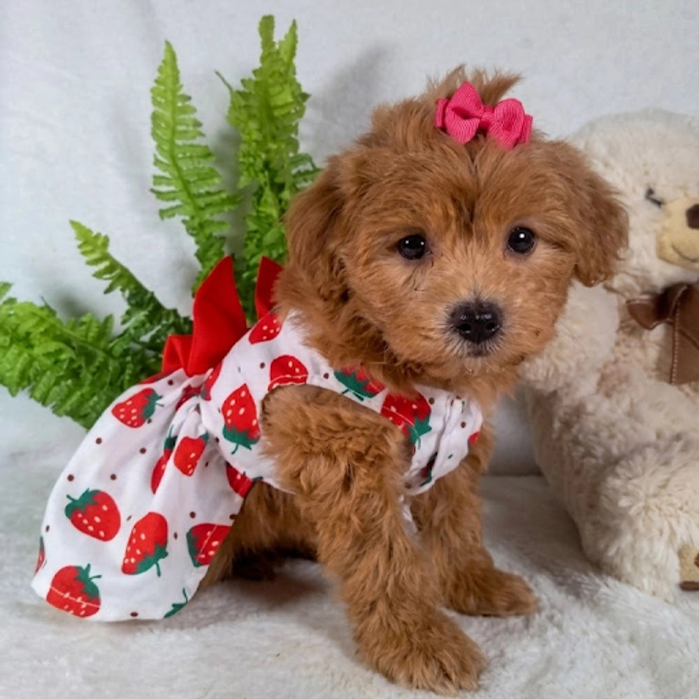 Daisy