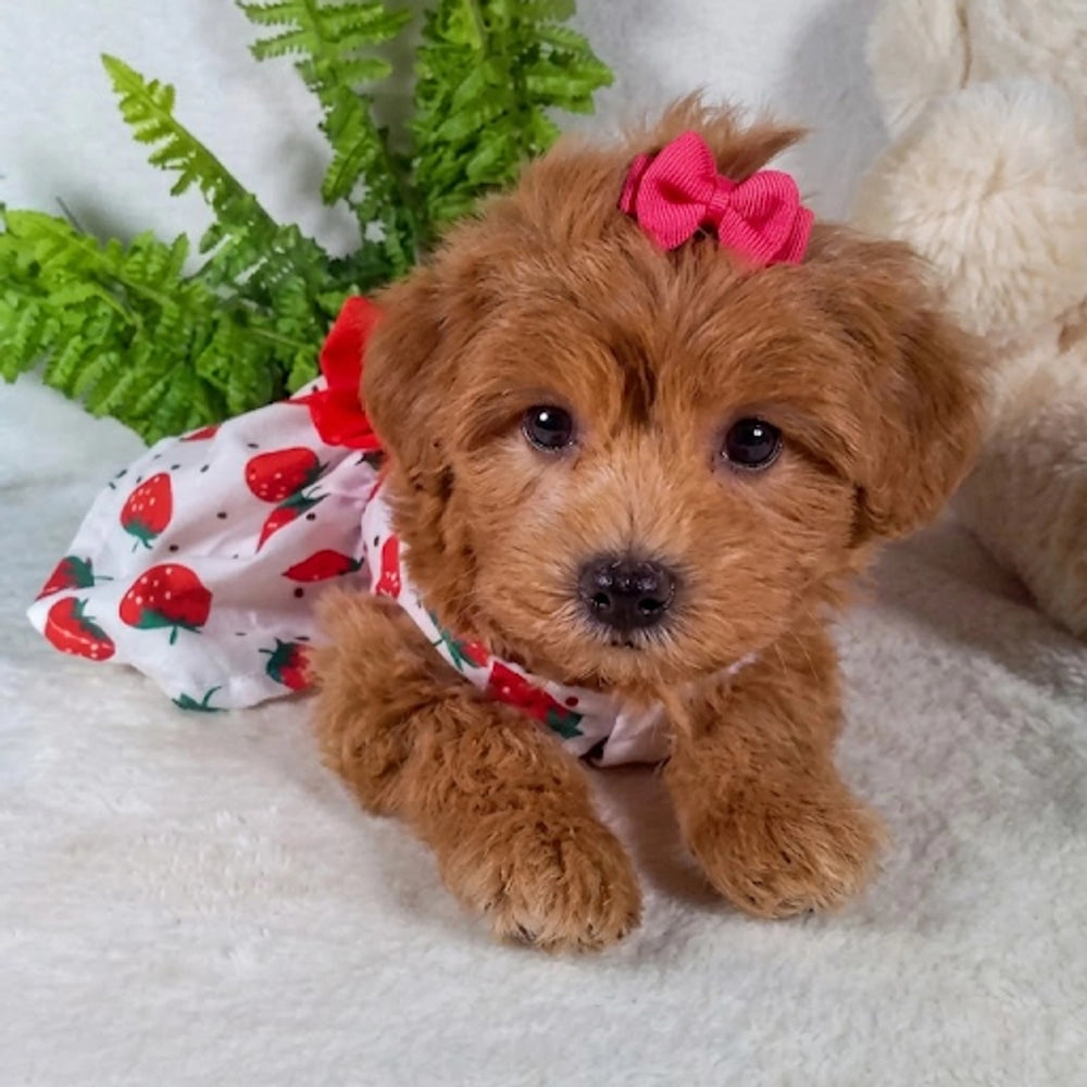Daisy