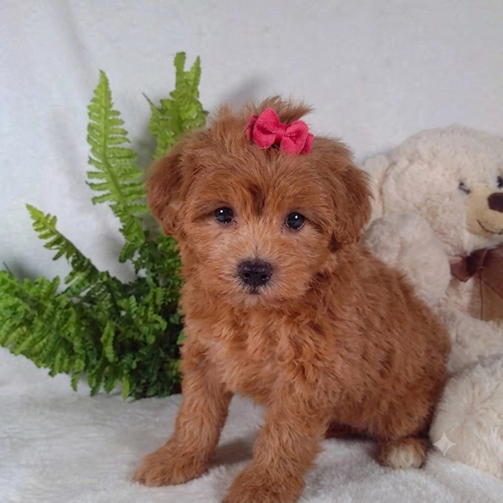 Daisy