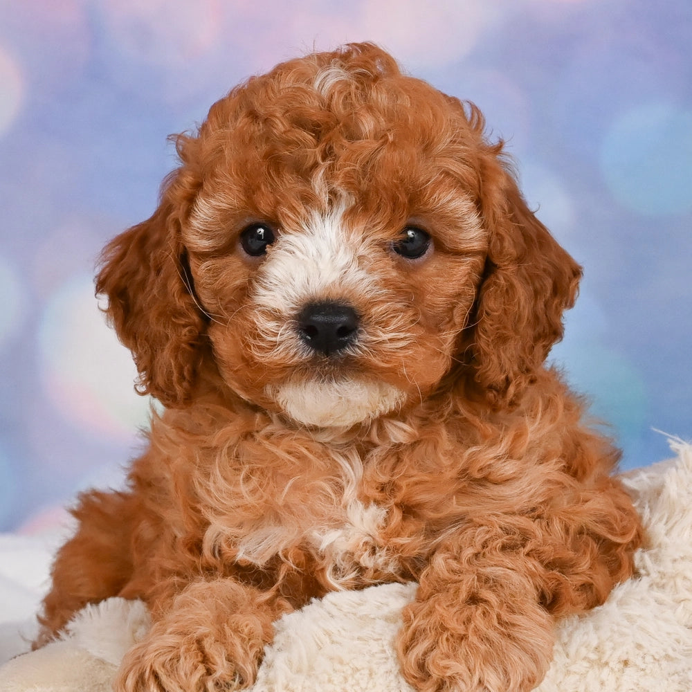 Benny