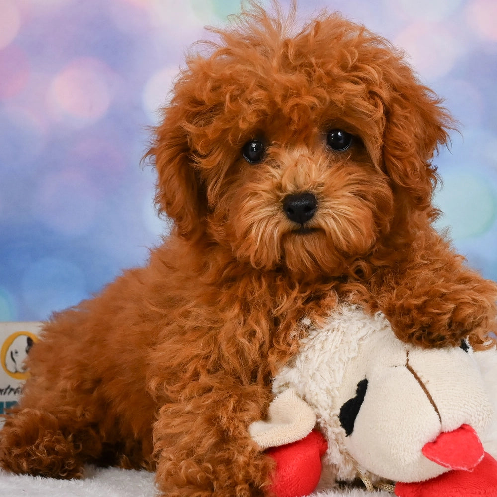 Coco