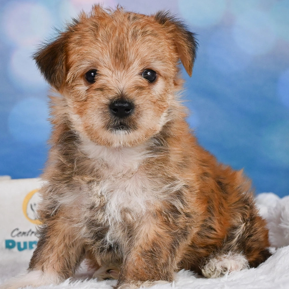 Baxter